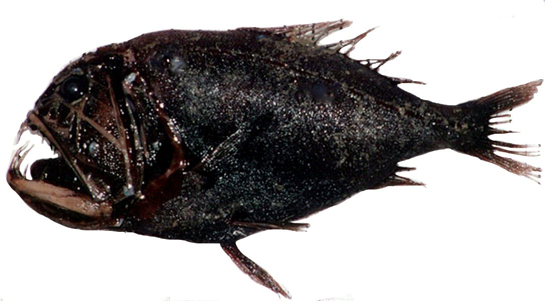 Anoplogaster cornuta_02